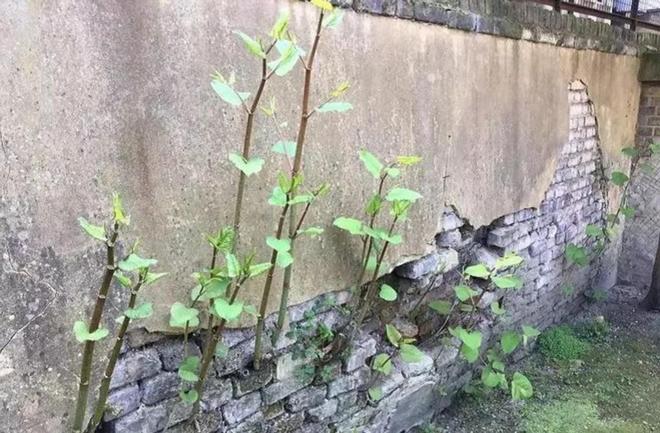在中国沦为咸菜吃到人工种植成笑谈冰球突破令国外痛苦不堪的入侵花(图2)